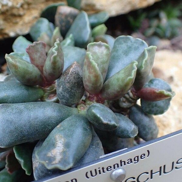 Adromischus cooperi Hábito