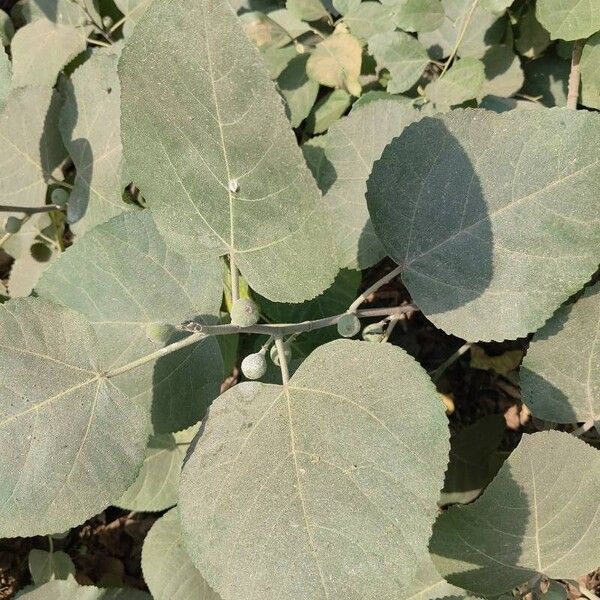 Ficus palmata Fruit