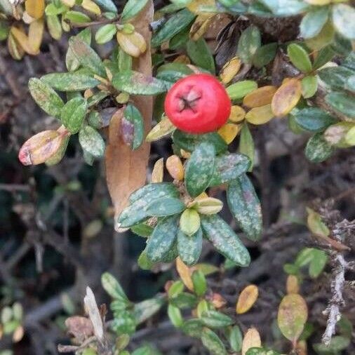 Cotoneaster microphyllus Fruit