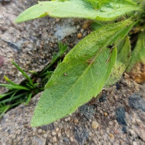 Erigeron floribundus Hoja