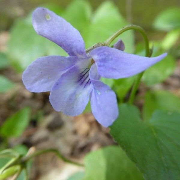 Viola reichenbachiana 花