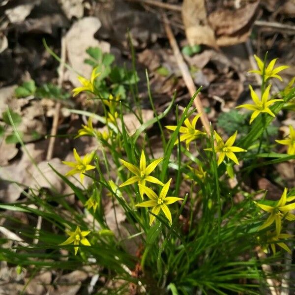 Gagea minima Flower