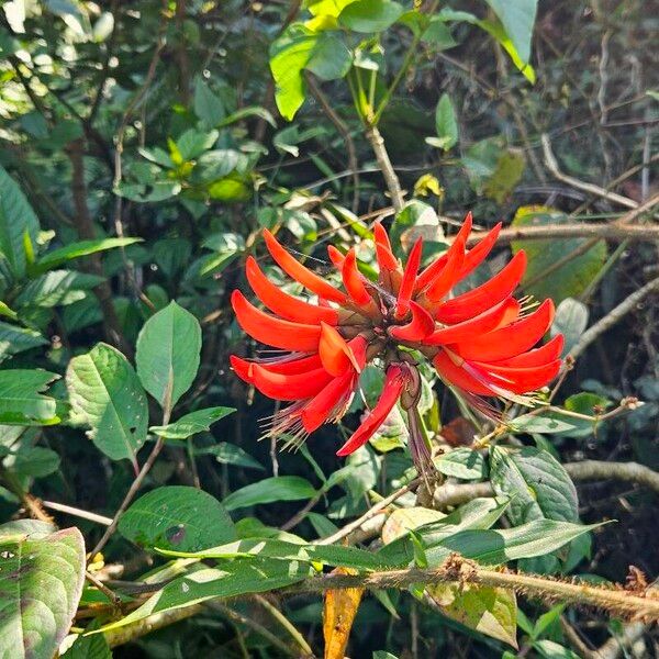 Erythrina variegata Kwiat