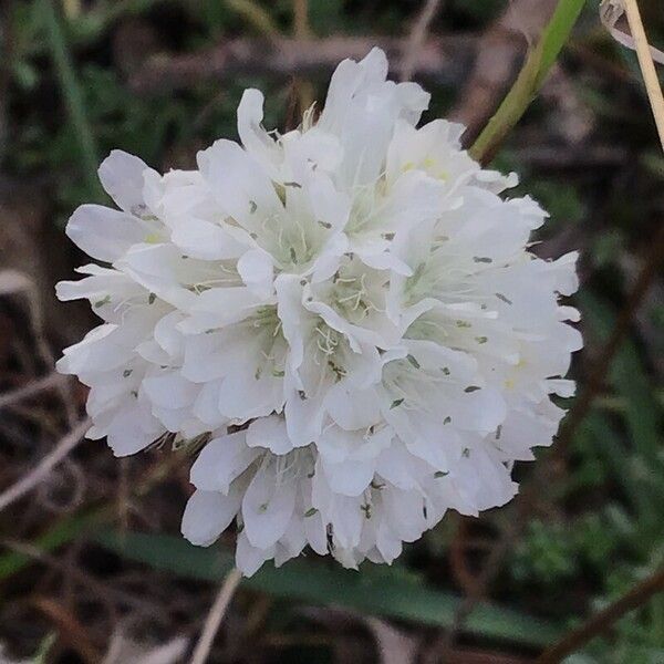 Armeria arenaria Blomst