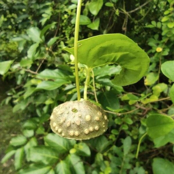 Dioscorea bulbifera Frucht