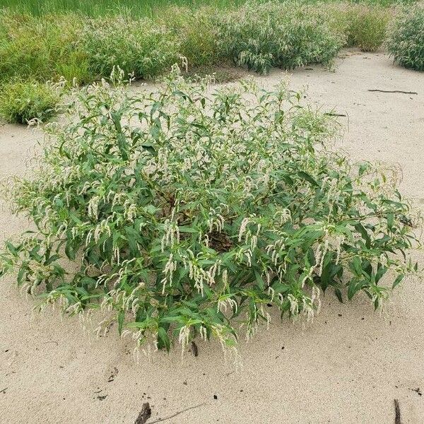 Persicaria lapathifolia Хабит