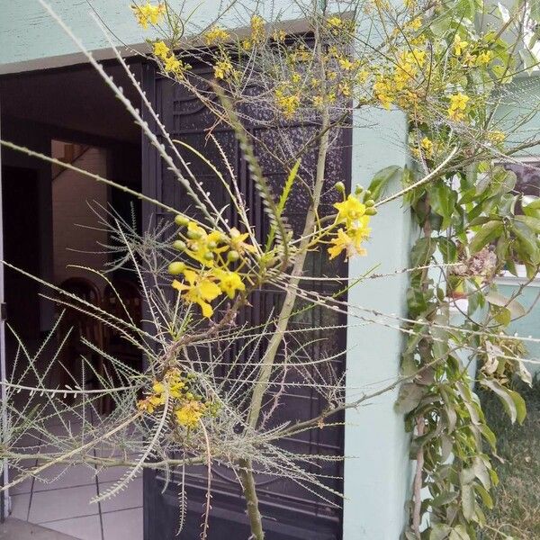 Parkinsonia aculeata Fleur