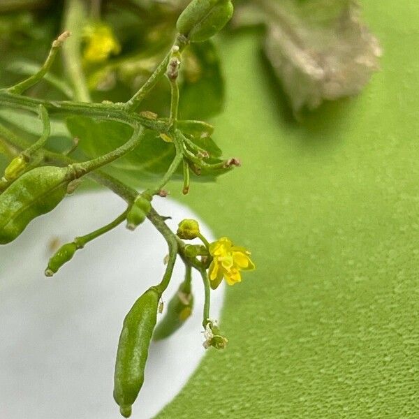 Rorippa palustris Žiedas