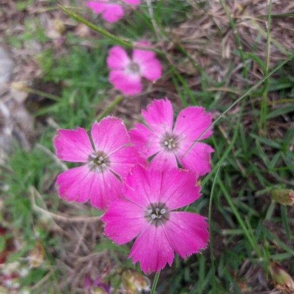 Dianthus pavonius Flower