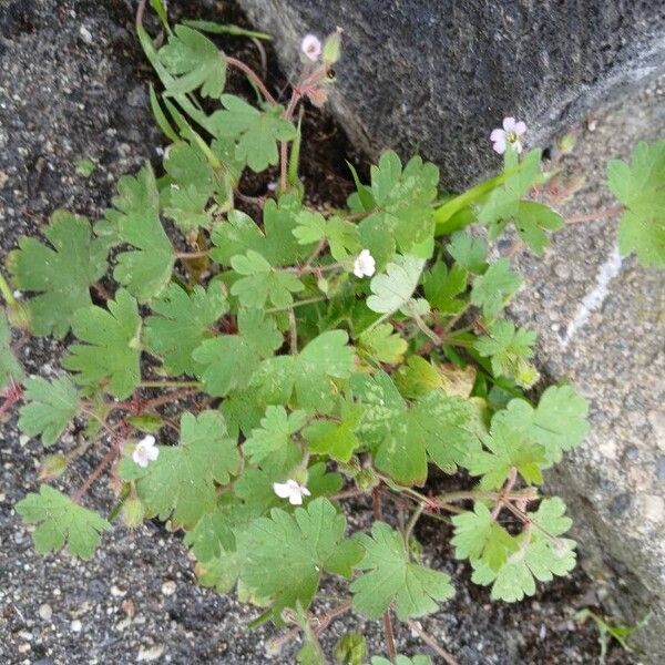 Geranium rotundifolium 形态