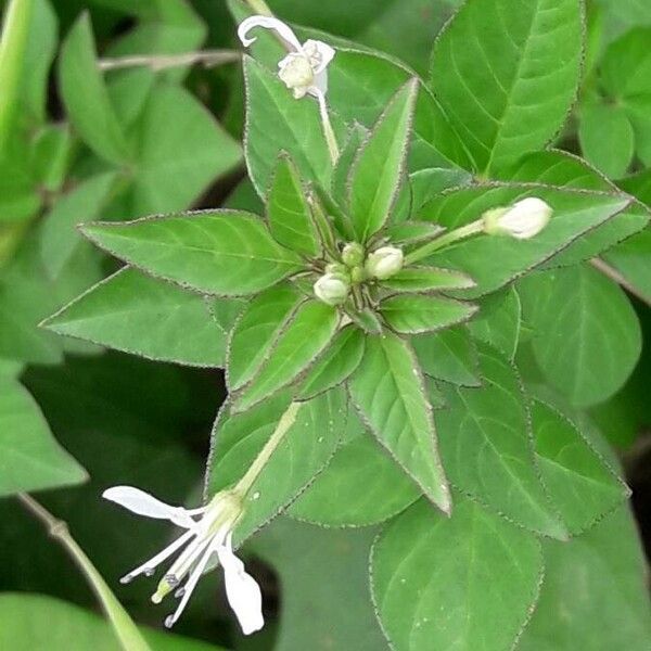 Cleome rutidosperma List