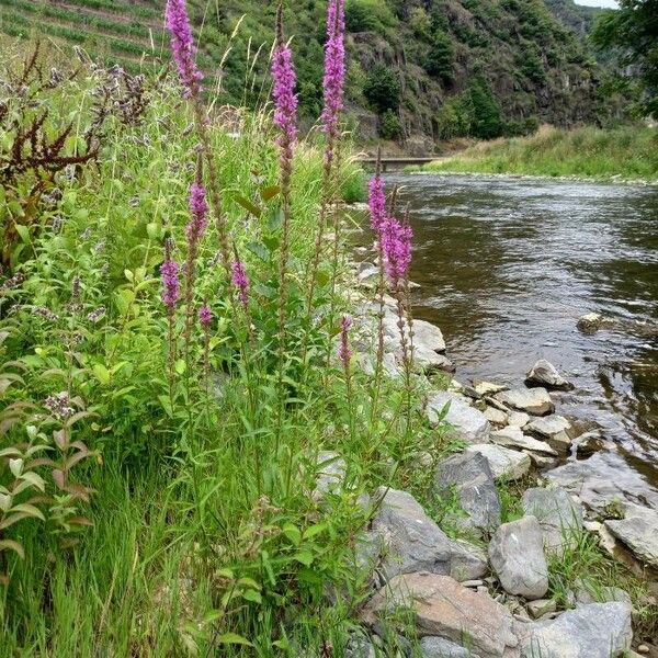 Lythrum salicaria অভ্যাস