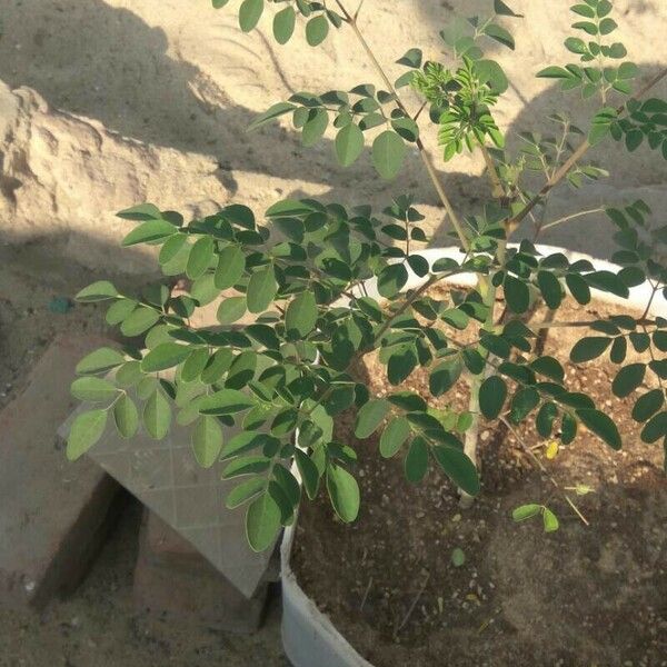 Moringa oleifera পাতা