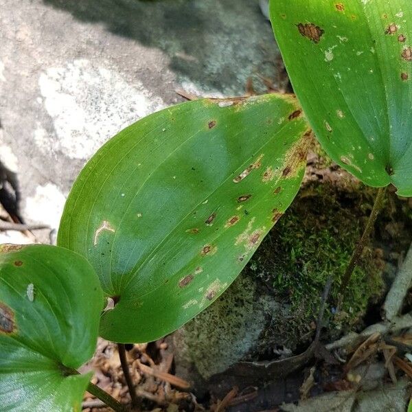 Maianthemum canadense List