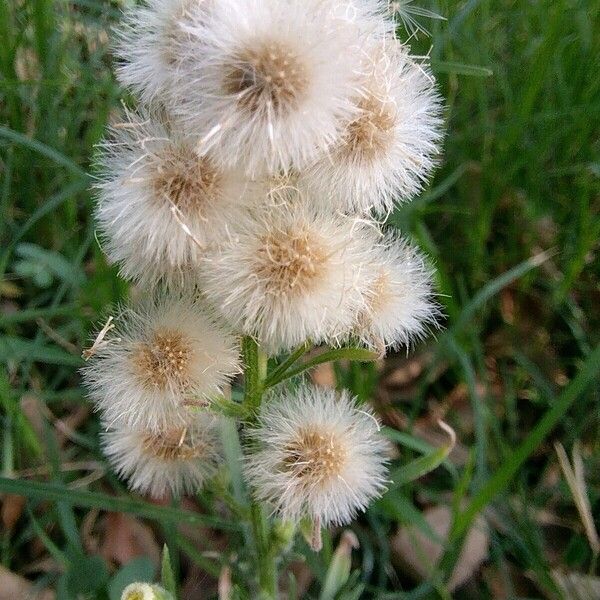 Erigeron bonariensis Frucht