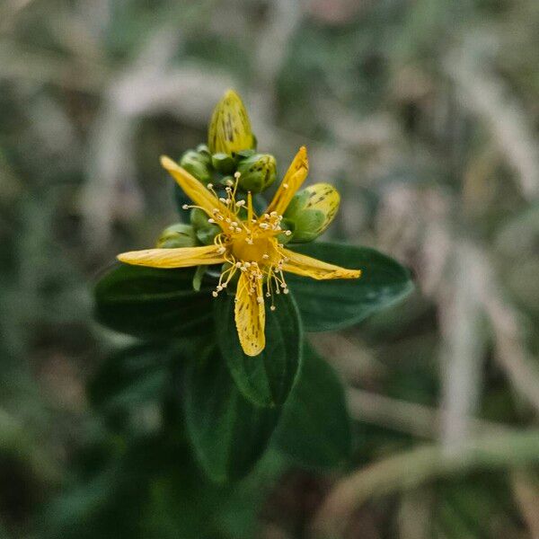 Hypericum maculatum Blüte