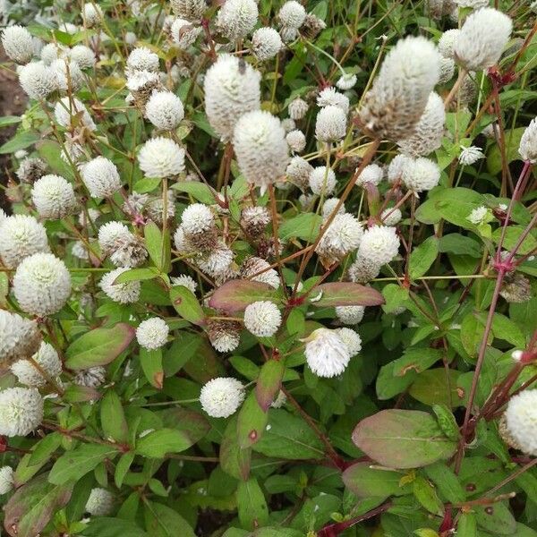 Gomphrena globosa Blomst