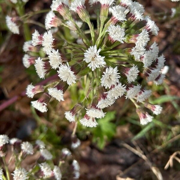 Petasites frigidus Цветок