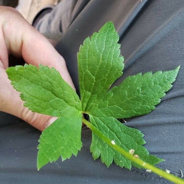 Trautvetteria caroliniensis Leaf