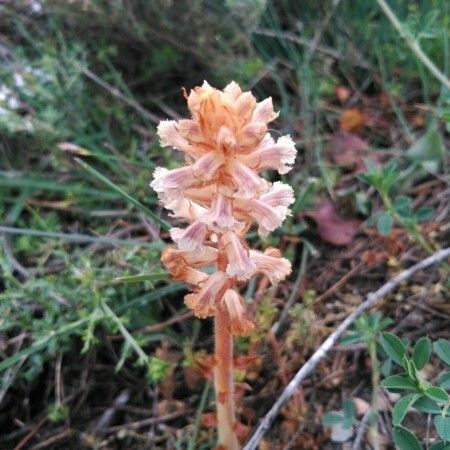 Orobanche minor Lapas