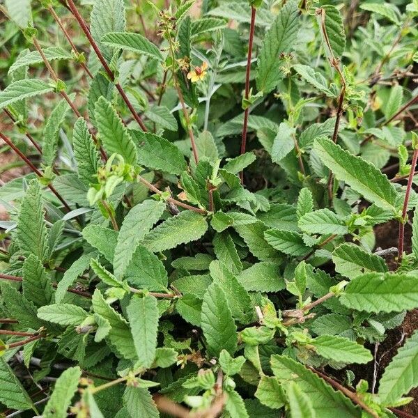 Hermannia exappendiculata Blatt