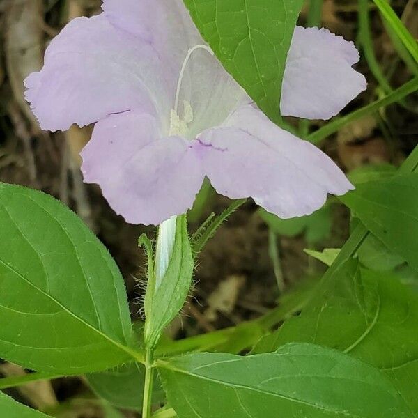 Ruellia strepens Flower