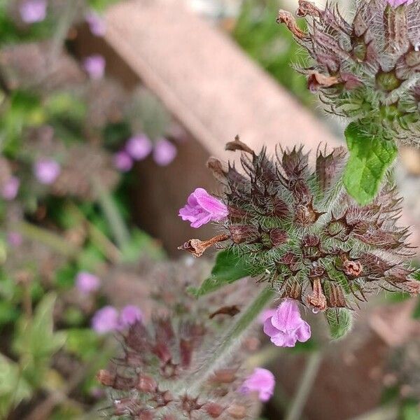 Clinopodium vulgare Flors