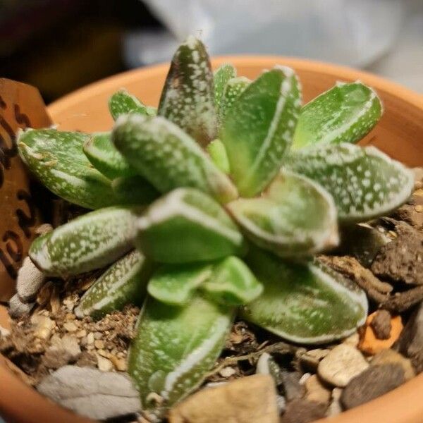 Gasteria pillansii Fulla