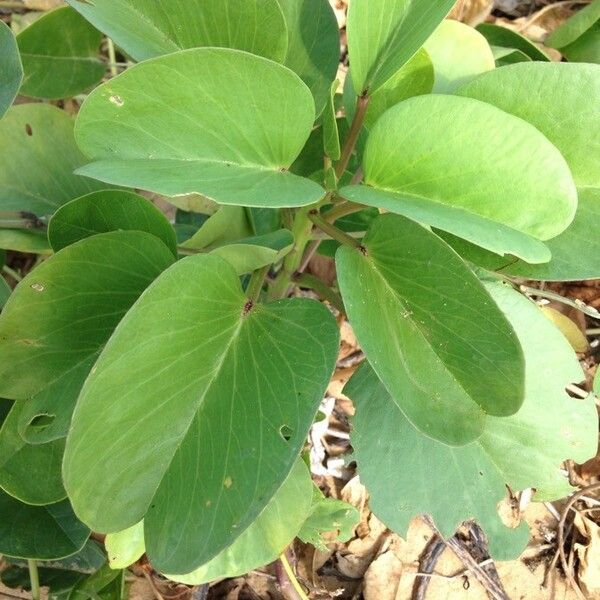 Ipomoea pes-caprae List