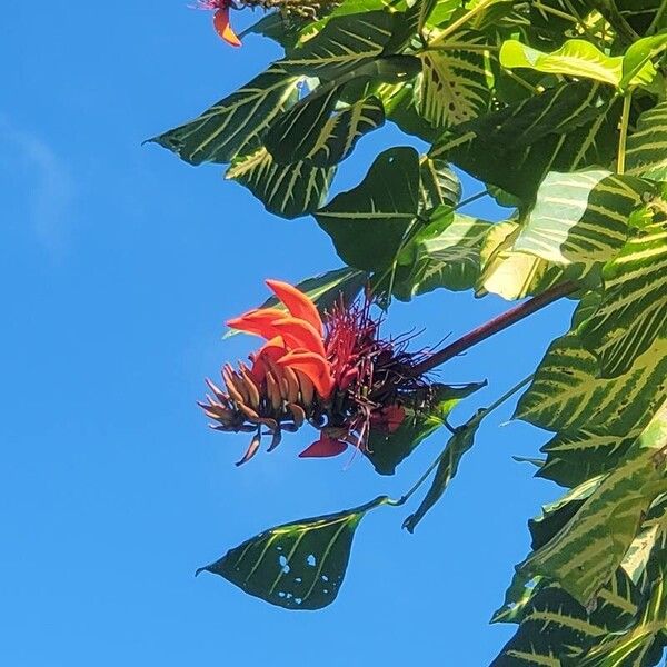 Erythrina variegata Kukka