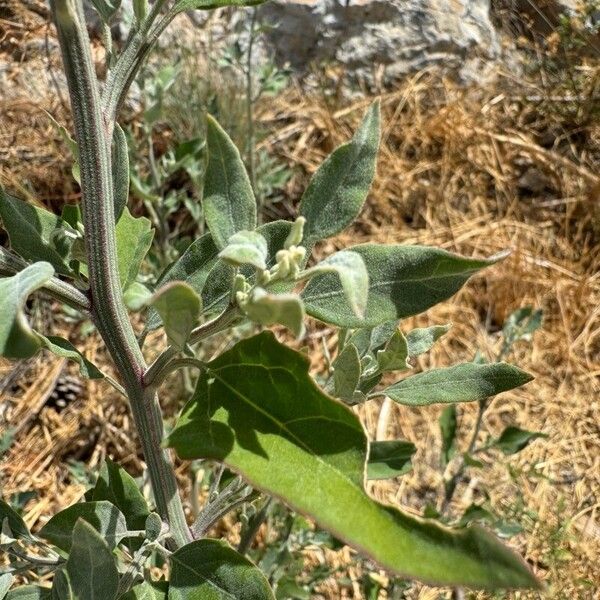 Chenopodium vulvaria List