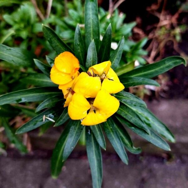 Erysimum × cheiri Květ