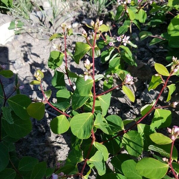 Apocynum androsaemifolium Квітка