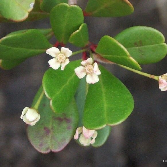 Boronia parvifolia Blüte