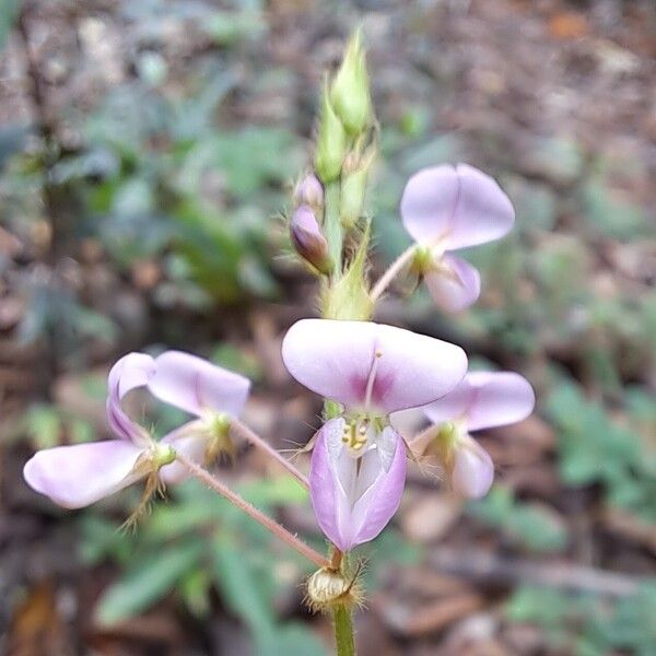 Grona adscendens Flower