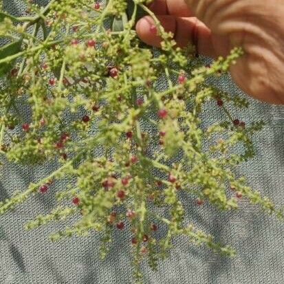 Salvadora persica Blüte