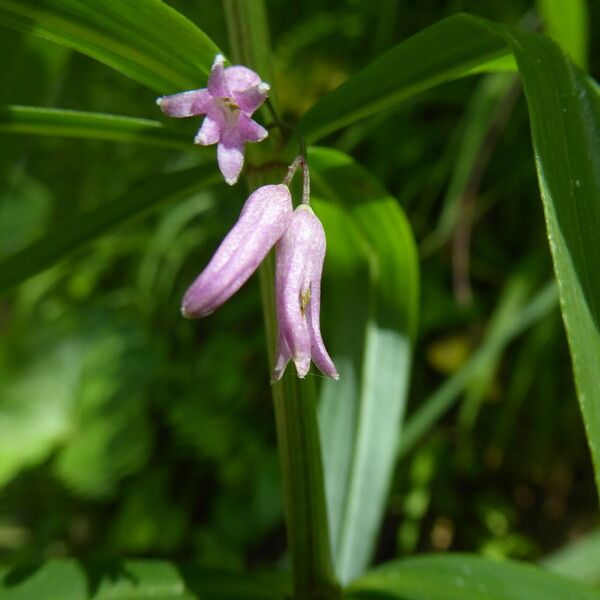 Polygonatum roseum Blodyn