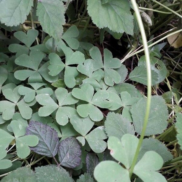 Oxalis articulata Лист