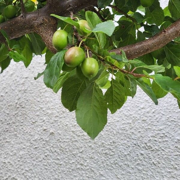 Prunus domestica Fuelha