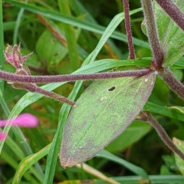 Silene pendula ᱥᱟᱠᱟᱢ