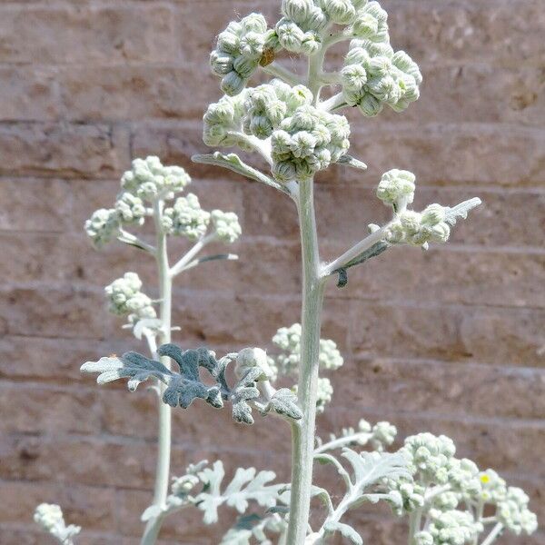 Jacobaea maritima Bloem