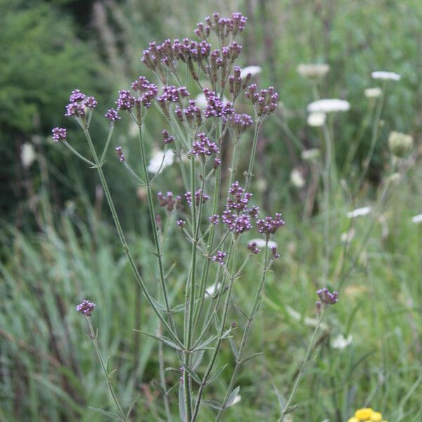 Verbena incompta Habitus