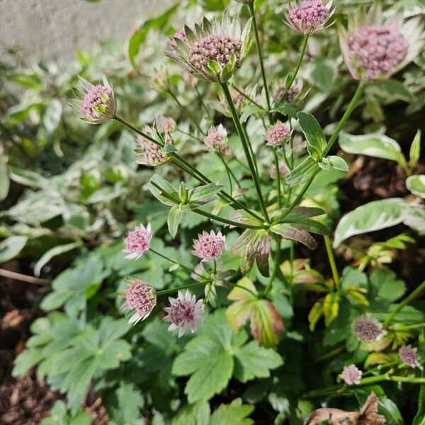 Astrantia major عادت داشتن