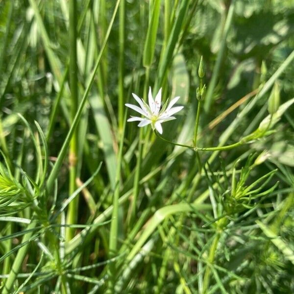 Stellaria graminea Habitus