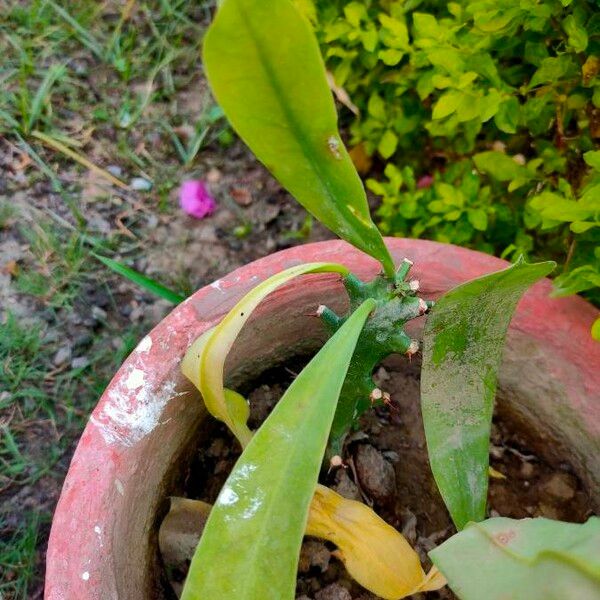 Euphorbia neriifolia Blatt