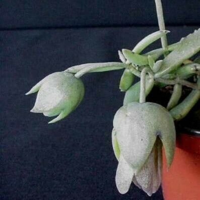 Kalanchoe beauverdii Květ