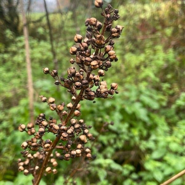 Scrophularia auriculata Fruit