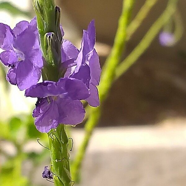 Stachytarpheta indica Кветка