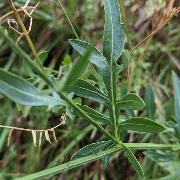 Centaurea scabiosa Leaf