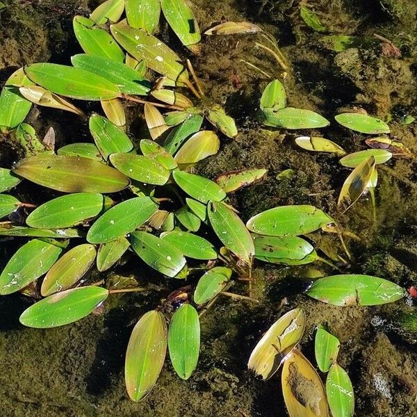 Potamogeton nodosus Leaf